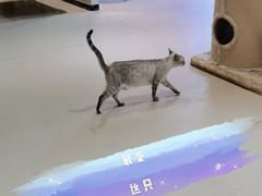 -藏猫猫咖啡主题馆(中央大道店)