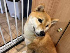 -南京Hallo宠物乐园·哈罗犬舍·柴犬繁育基地