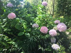 -墨尔本皇家植物园