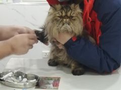 -伟伟宠物医院·CT影像中心·瑞派犬猫综合性门诊(汉口总院)