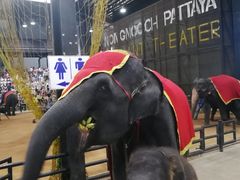 -东芭乐园