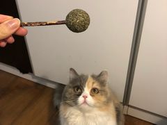 -灵美宠物诊所
