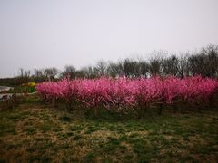 -天津东丽湖风景区
