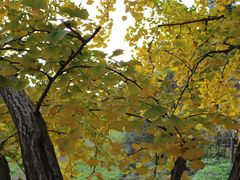 -千年银杏谷文化旅游区