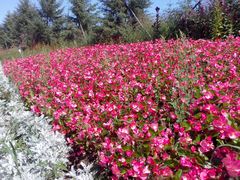 -北纬44度·金珠花海休闲农业旅游景区