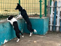 -趣玩宠物乐园寄养训犬训狗游泳池