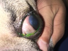 -美联众合动物医院(·中兽医·疑难杂症·严家桥分院)