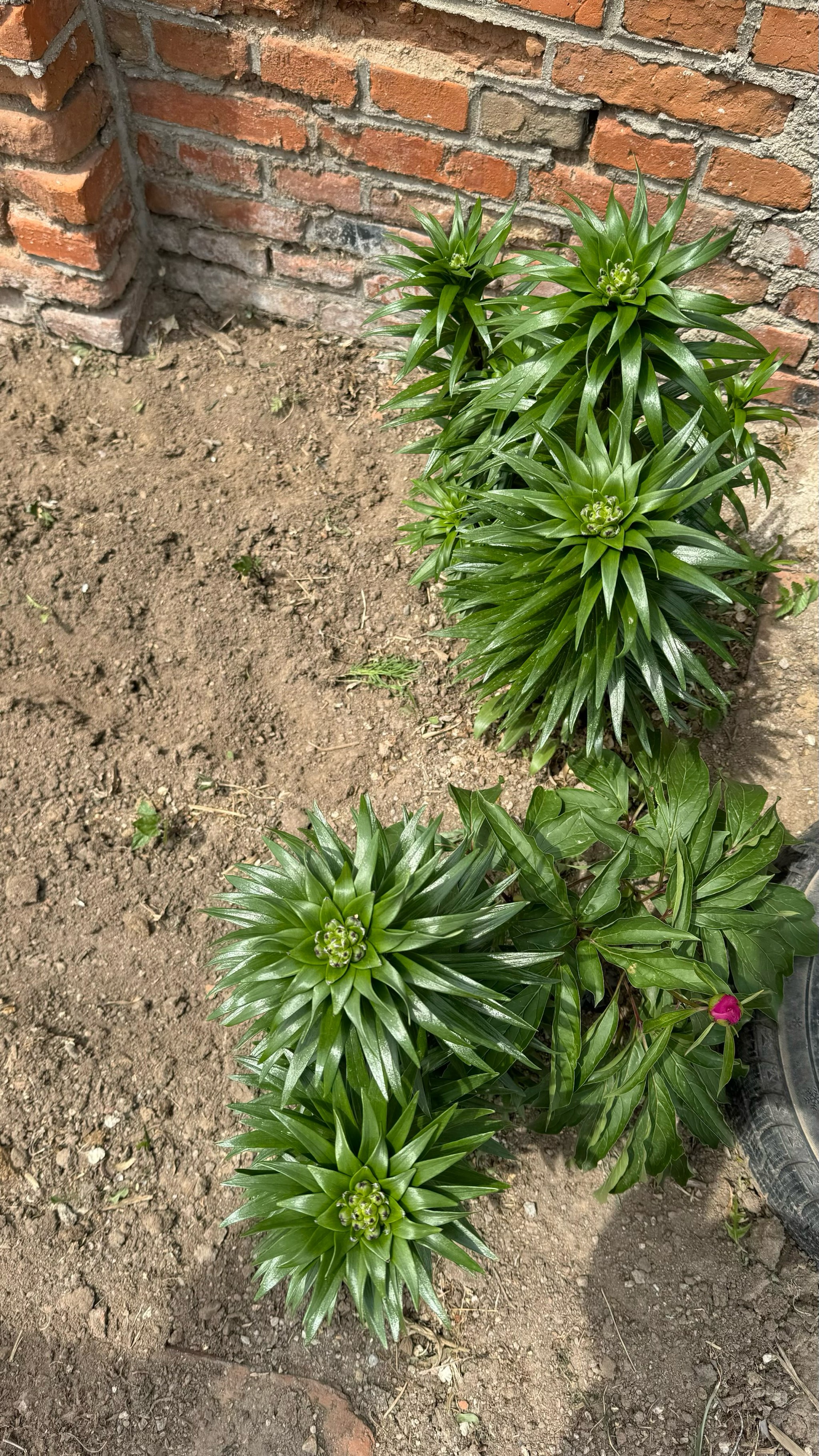 百合花花骨朵图片图片