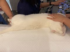 -御宝贝24h宠物医院·转诊中心·CT核磁血透中心(厦门总院)