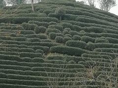 -龙坞茶村