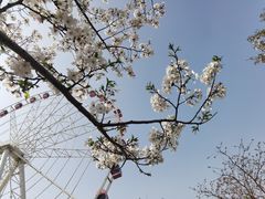 -顾村公园