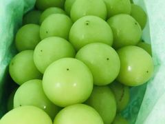 -马陆小张葡萄园农家乐