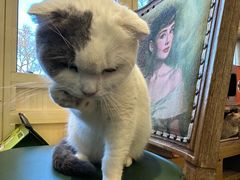-猫小院猫主题餐厅(南锣旗舰店)