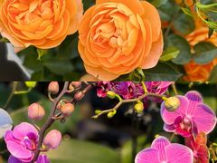 -溪岸路花鸟市场