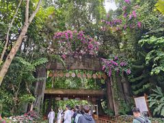 -西双版纳原始森林公园
