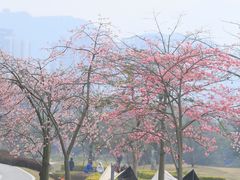 -风云岭森林公园