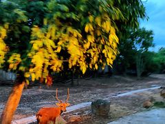 -清迈夜间动物园