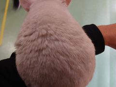 -藦茜花园宠物主题亲子互动体验馆(国顺东路店)