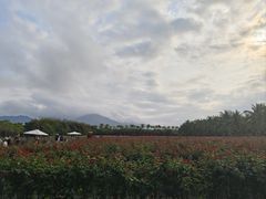 -亚龙湾国际玫瑰谷
