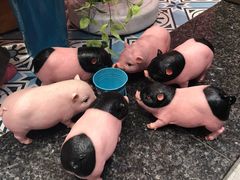 -小猪找肉肉脯干(鼓浪屿店)