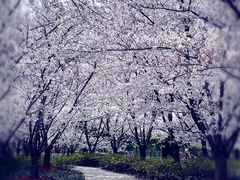 -顾村公园