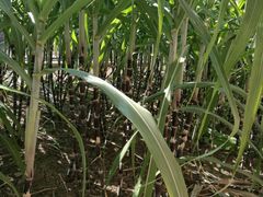 -万源龙顺度假庄园生态观光园