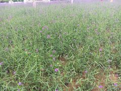 -羊亭河湿地公园