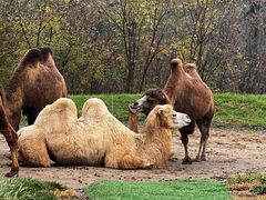 -北京野生动物园