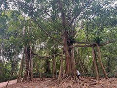 -中国科学院西双版纳热带植物园