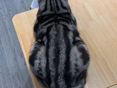 -猫亿天猫咖
