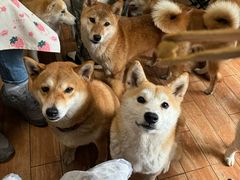 -柴犬高等学院·狗咖·柴犬售卖·宠物训练