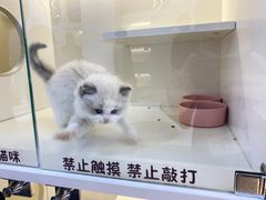 -小猫来了·猫舍(红山六九七九店)