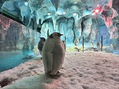 -帝企鹅自助餐厅•儿童岛•真企鹅(长隆企鹅酒店)