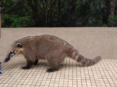 -伊瓜苏国家公园