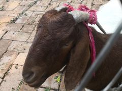 -静之湖湖畔餐厅