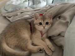 -猫十亿·布偶金渐层·曼基康矮脚猫舍(青年路店)
