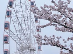 -顾村公园