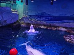 -海合安武汉极地海洋公园