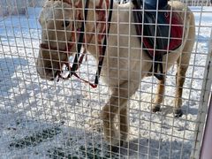 -沈阳奥体冰雪嘉年华