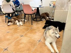 -Let's go狗咖·猫咖·奶狗·桌游(春熙路IFS店)