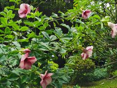-莲花山公园