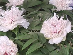 -洛阳市隋唐城遗址植物园