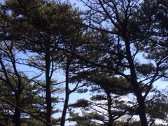 iphone_upload_pic-沂蒙山旅游区云蒙景区(蒙山国家森林公园)