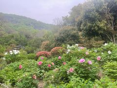 -习家池