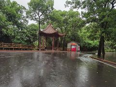-大屏嶂森林公园