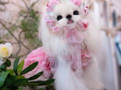 -萌宠之家·腊肠犬·马尔泰·小体犬舍