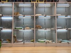-伟伟宠物医院·瑞派猫友好医院·猫科(光谷店)
