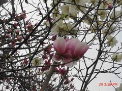 -菖蒲河公园
