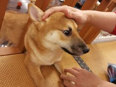 -豆柴町-柴犬主题狗咖(红鼎国际C座店)