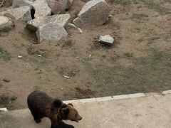 -青藏高原野生动物园
